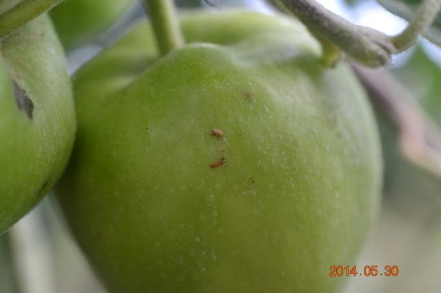 Larva jabukinog smotavca,lokalitet Mala Drenova