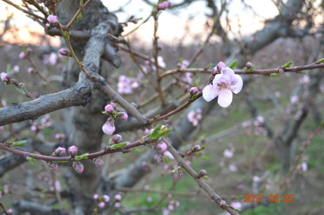 Zaštita breskve,Početak cvetanja,lokalitet Milutovac