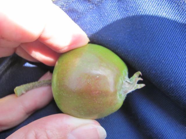 jaje prve generacije jabukinog smotavca,lokalitet Milutovac