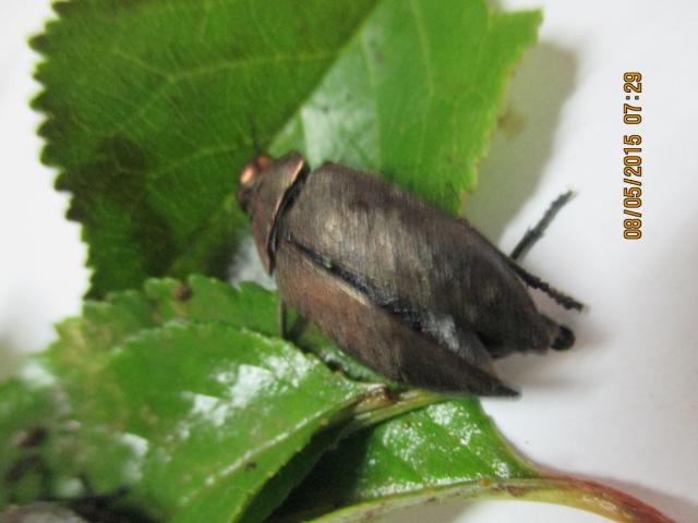 Šiljokrilac (Perotis lugubris) u zasadu višnje ekotip oblačinska.