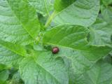 larva krompirove zlatice