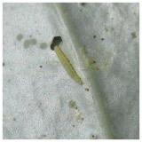 larva P. maculipennis