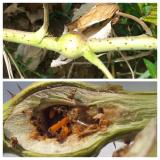 Malinina muva galica- zadebljanje na izdanku i larve