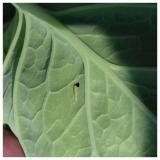 larva P. xylostella