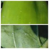 H.armigera i A. gamma- jaja
