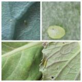 jaja i larva P. xylostella