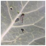 larva Helicoverpa armigera