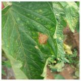 Alternaria solani