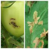 T.absoluta-larva plod,list