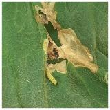 Tuta absoluta-larva