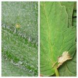 jaje-larva T.absoluta