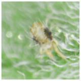 obični paučinar-T.urticae