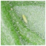 trips-larva