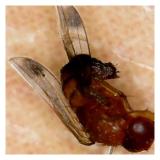 Drosophila suzukii-mužjak