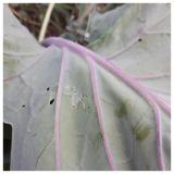 larva plutella x.