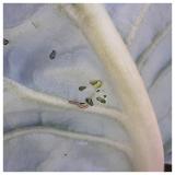 larva (Helicoverpa armigera)