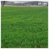 usev pšenice (BBCH 26-30)