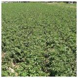 usev krompira BBCH65