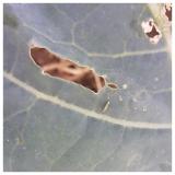 kupusov moljac (Plutella xylostella)