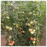 usev paradajza BBCH 81