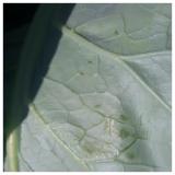Aphididae sl.3
