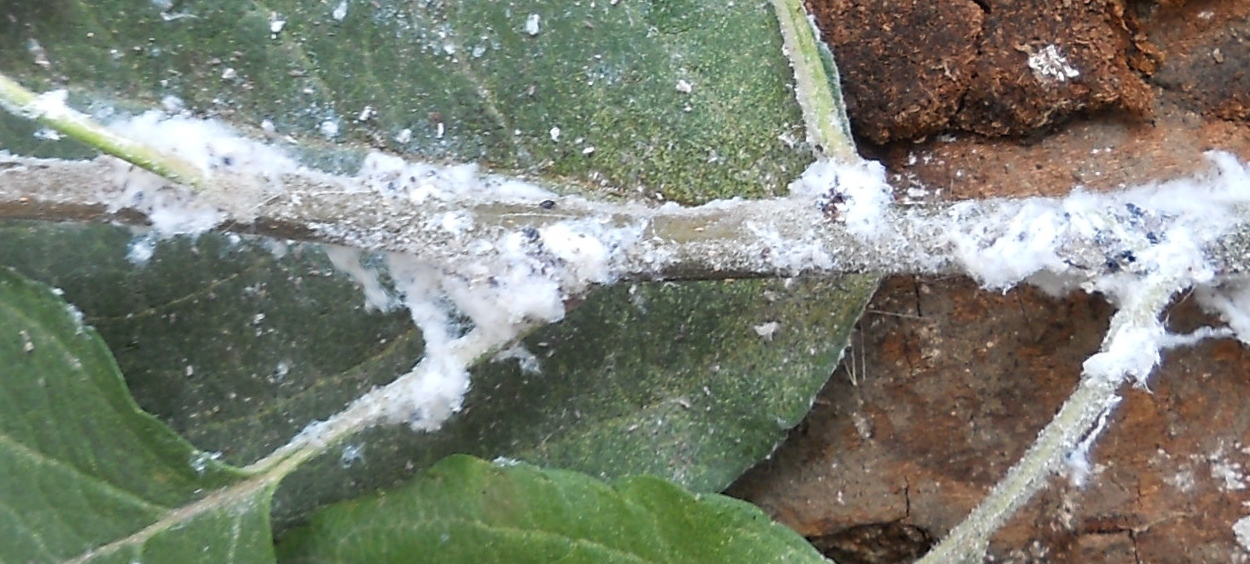 Krvava%20va%C5%A1%20%28Eriosoma%20lanigerum%29%20DSCN25061.jpg