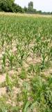 Faza razvoja kukuruza