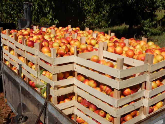 III berba sorte nektarine  Morsiani,  Mali Požarevac