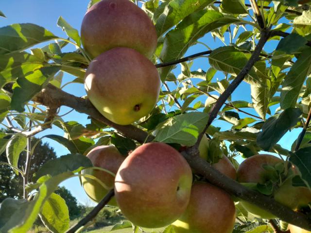 Zaštita jabuke, jabukin smoravac, skladišne štetočine
