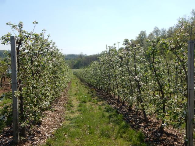 fenofaza jabuke cvetovi venu: većina latica opada (67 BBCH)
