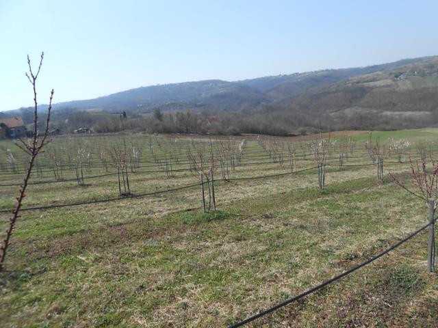 Kajsija, Kečkemetska ruža