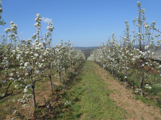 Cvetanje kruške 10.04.18