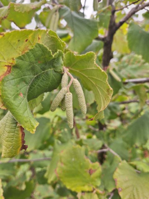 Faza razvoja leske, zaštita od Xanthomonas arboricola pv. corolyna