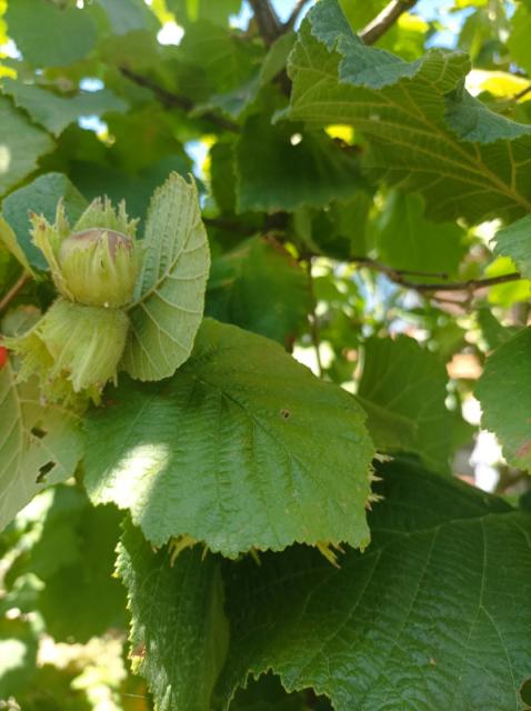 Zaštita leske od braon mramoraste stenice i zelene povrtne stenice, invazivne stenice u zasasdu leske