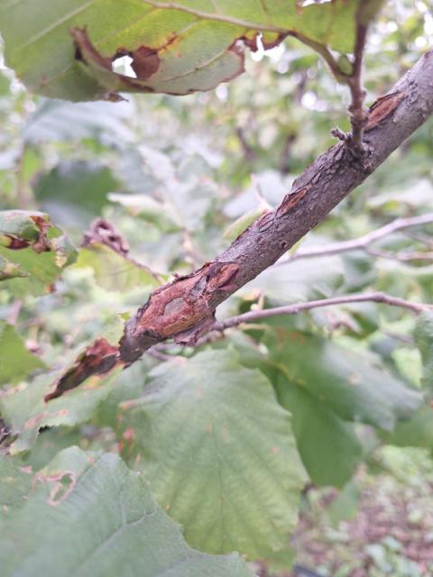 Oštećenja od grada, zaštita leske kada su formirane rese, Xanthomonas arboricola pv. corolyna