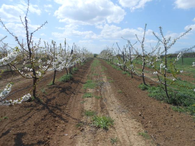 Cvetanje trešnje 10.04.18