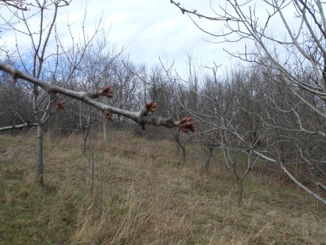 Trešnja bubrenje pupoljaka