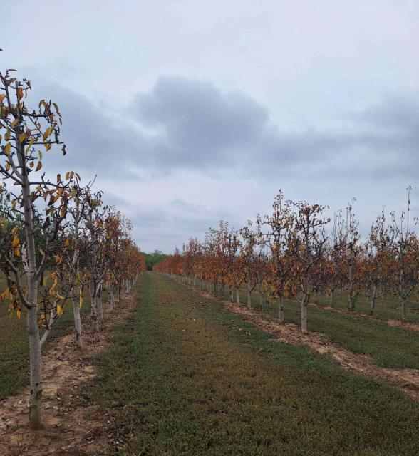 Zasad kruške BBCH92-95