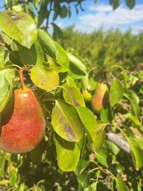 Kruska, Pyrus communis