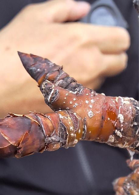 Prezimljujući imago obične kruškine buve (Cacopsylla pyri)