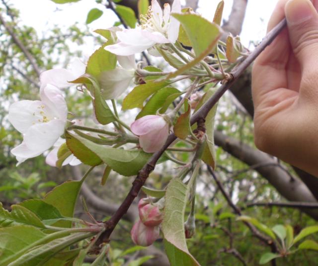 RC Negotin, lokalitet Karbulovo, vizuelni pregled useva jabuke, fenofaza cvetanje