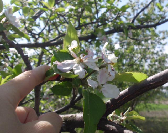 RC Negotin,lokalitet Karbulovo, vizuelni pregled zasada jabuke fenofaza cvetovi venu:većina latica opada