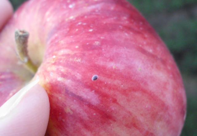 RC Negotin,lokalitet Karbulovo, vizuelni pregled zasada jabuke, jaje treće generacije jabukinog smotavca