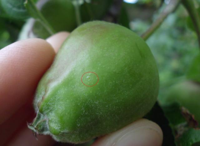 RC Negotin, lokalitet Karbulovo, vizuelni pregled plodova jabuke, jaje jabukovog smotavca Carpocapsa pomonela