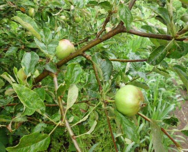 RC Negotin, lokalitet Karbulovo, vizuelni pregled zasada jabuke