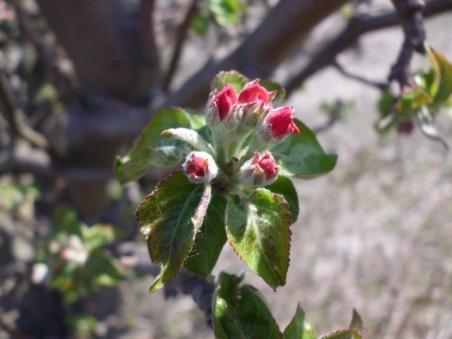 RC Negotin, lokalitet Karbulovo, vizuelni pregled zasada jabuke, fenofaza crvenih pupoljaka