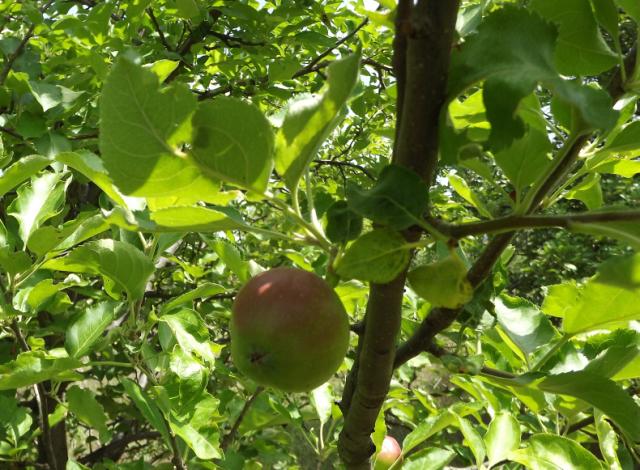 RC Negotin, lokalitet Karbulovo, vizuelni pregled useva jabuke