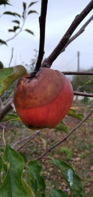 RC Negotin,vizuelni pregled zasada jabuke