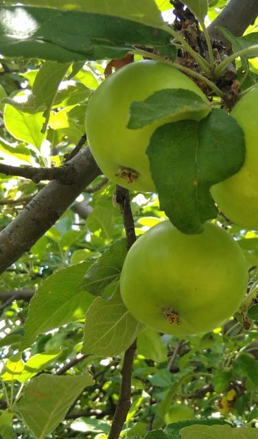 RC Negotin, vizuelni pregled zasada jabuke, fenofaza plodovi su oko polovine krajnje veličine 