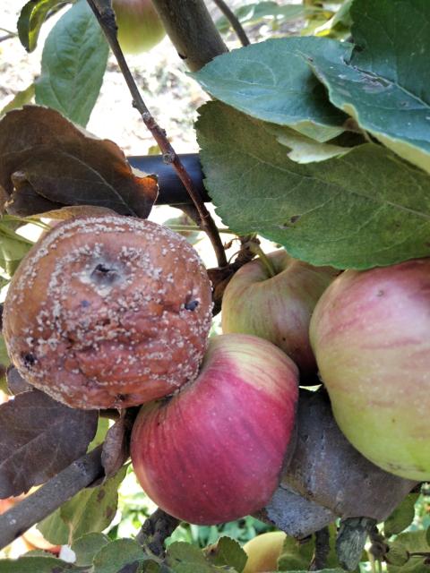 RC Negotin, vizuelni pregled zasada jabuka, trulež plodova jabuke